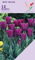 Tulp negrita 12 bollen