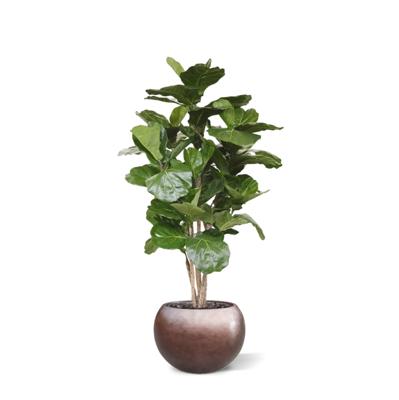 Baq Metallic Silver leaf Globe matt coffee (met inzetbak), 50x37cm