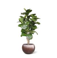 Baq Metallic Silver leaf Globe matt coffee (met inzetbak), 50x37cm