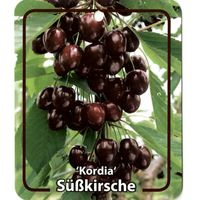 Prunus Avium Kordia - Oosterik Home - thumbnail