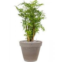 Plant in Pot Aralia Ming 85 cm kamerplant in Terra Cotta Grijs 35 cm bloempot - thumbnail