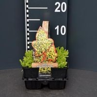 Vetkruid (sedum acre "Yellow Queen") bodembedekker - 4-pack - 1 stuks - thumbnail