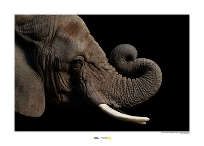 Afrikaanse olifant Art Print National Geographic 50x70cm Afrikaanse olifant Art Print National Geographic 50x70cm