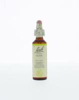 Bach Olive/olijf