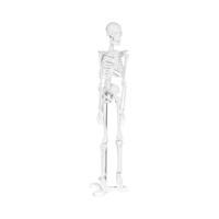 Anatomisch model mini skelet 45 cm - verhouding 1:4