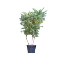 Rhus Typhina - meerstammig