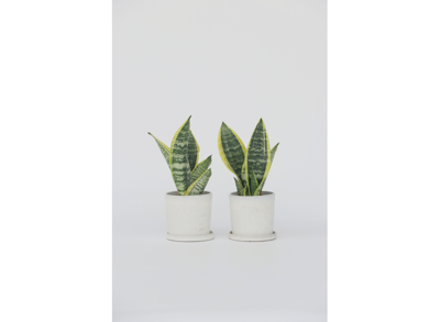 Set van 2 Sanseveria - 'Vrouwentong'