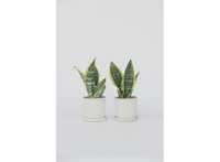 Set van 2 Sanseveria - 'Vrouwentong'
