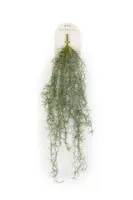 Tillandsia hangend l15cm grijs