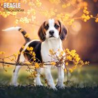 Beagle Kalender 2026