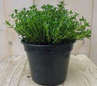 Bergbonenkruid Satureja Kruiden Warentuin Natuurlijk - Warentuin natuurlijk