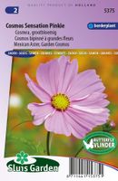 Cosmos bipinnatus zaden Sensation Pinkie - thumbnail