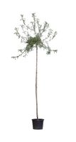 2 stuks! Wilgbladige treur sierpeer Pyrus salicifolia Pendula h 230 cm st. omtrek 8 cm st. h 200 cm boom - Warentuin Natuurlijk