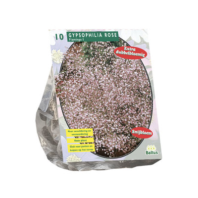 Gypsophilia