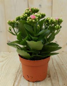 2 stuks! Kalanchoe roze - Warentuin natuurlijk