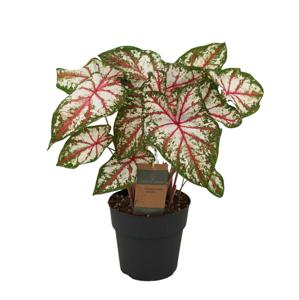 Caladium Tapestry - 60 cm - Ø21cm