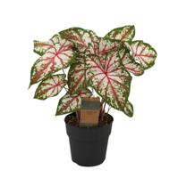Caladium Tapestry - 60 cm - Ø21cm