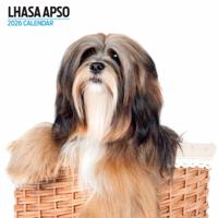 Lhasa Apso Modern Kalender 2026