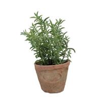 Esschert Design tijm in aged terracotta pot Esschert Design tijm in aged terracotta pot