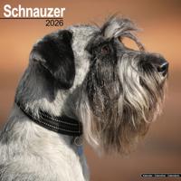 Schnauzer Kalender 2026