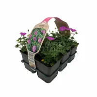 Ooievaarsbek - Geranium san. 'Max Frei' 6-pack