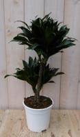 Kamerplant Drakenbloedboom Dracaena Compacta 60 cm - Warentuin natuurlijk