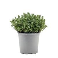 Citroentijm Thymus citriodorus kruidenplant Warentuin Natuurlijk - Warentuin natuurlijk