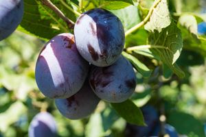 Halfstam dikke Pruimenboom