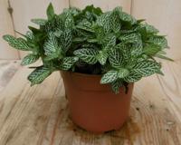 2 stuks! Kamerplant Mont Blanc Fittonia Verschaffeltii - Warentuin natuurlijk