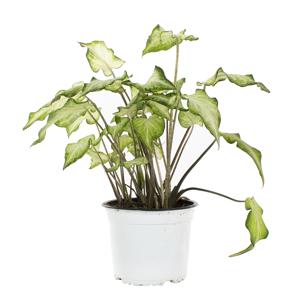 Caladium White Wing - P 15 cm