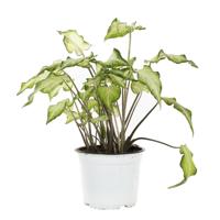 Caladium White Wing - P 15 cm