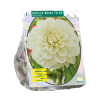 Dahlia Bride to Be 1 stuks bloembollen Baltus - Baltus