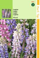 Lupinus Hartwegii Kleurenmengsel - Hortitops