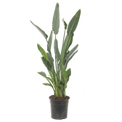 Paradijsvogelbloem (Strelitzia Reginae) - P 24 cm