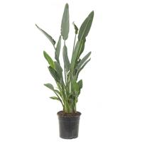 Paradijsvogelbloem (Strelitzia Reginae) - P 24 cm