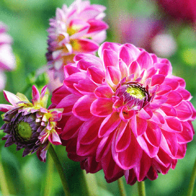 Flowerbulbs Amsterdam - 24 dahlia little robert knollen voor 4 m², ronde en opgekrulde bloemblaadjes