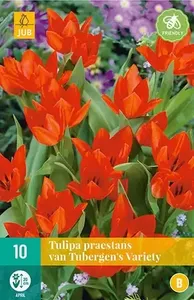 X 10 Tulipa praestans van Tubergen's var.