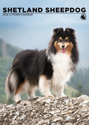 Shetland Sheepdog A3 Kalender 2026