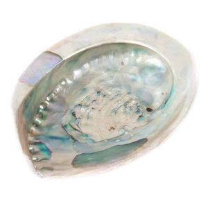 Abalone Schelp Haliotis Midea voor Smudging