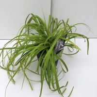 Zegge (Carex "Everillo") siergras - thumbnail
