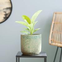 Ficus Shivereana Moonshine - P12 Ficus Shivereana Moonshine - P12