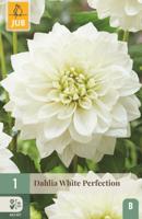 Dahlia white perfection