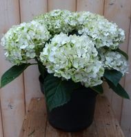 Hortensia Hydrangea wit 40 cm - Warentuin Natuurlijk - thumbnail