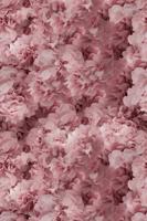 Moooi Carpets - Laagpolig Vloerkleed Hortensia Pink Soft Yarn -