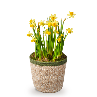 'Narcissen in mandje' kopen? | FOR YOU GIFTS