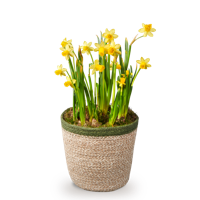 'Narcissen in mandje' kopen? | FOR YOU GIFTS