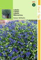 Lobelia Erinus Comp. Kaiser Wilhelm - Hortitops - thumbnail