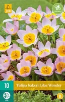 X 10 Tulipa bakeri Lilac Wonder - thumbnail