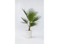 Mexicaanse Waaierpalm Washingtonia