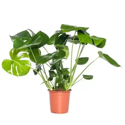 Kamerplant Monstera deliciosa 'Gatenplant'